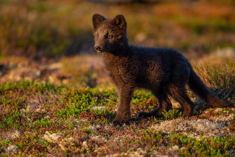 arctic fox, fox, animal In the morning light фото превью