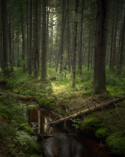 Комаровский лес