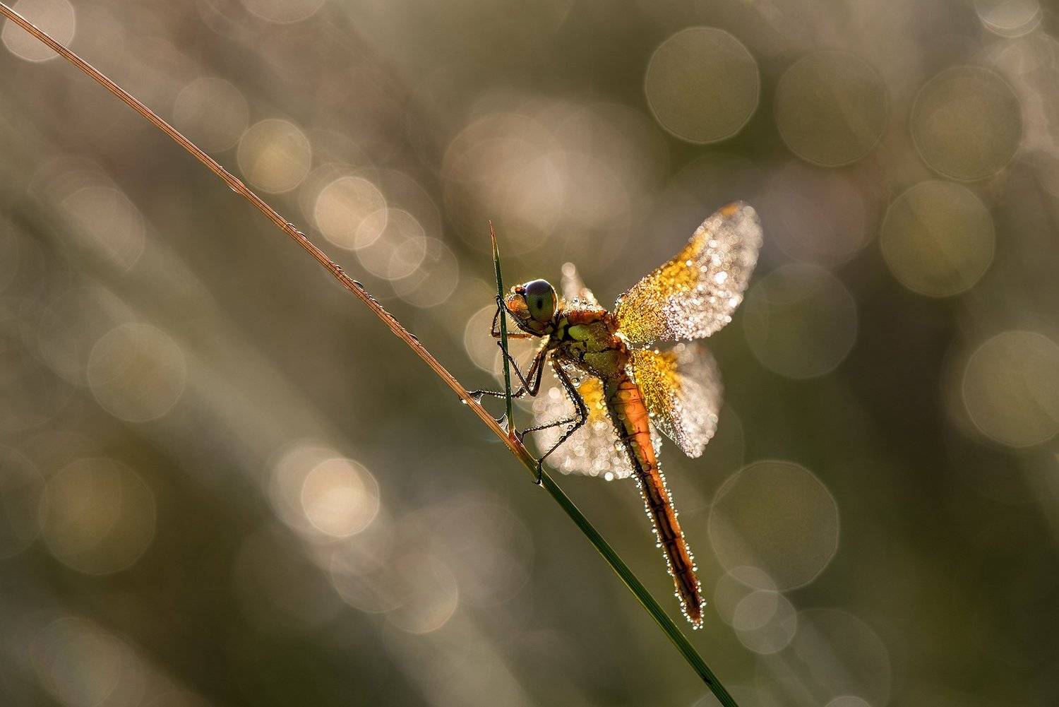 , Albena Andonova-Asa