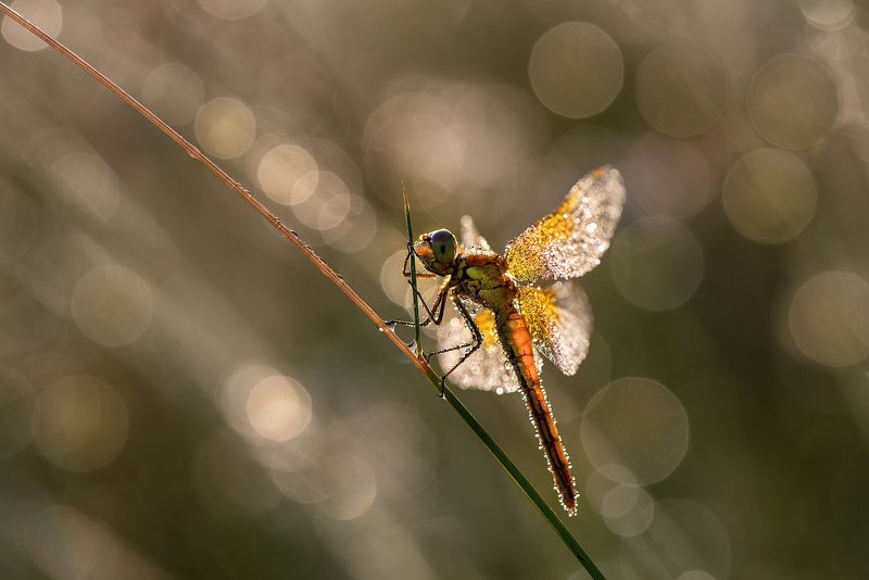 *** фото превью