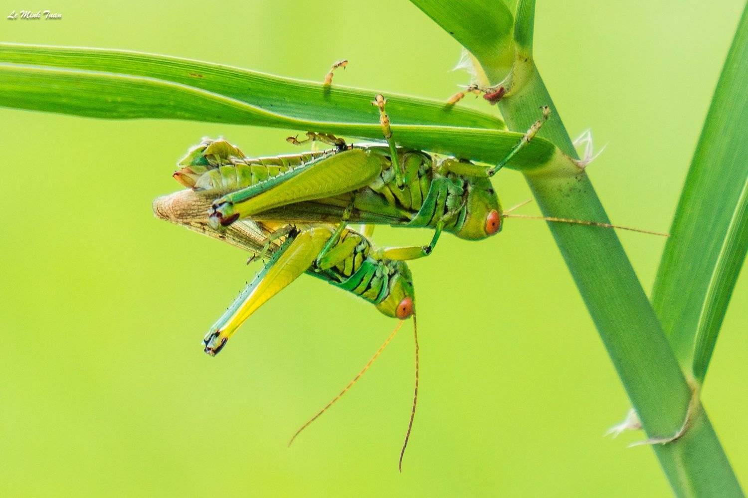 , L&ecirc; Minh Tuấn