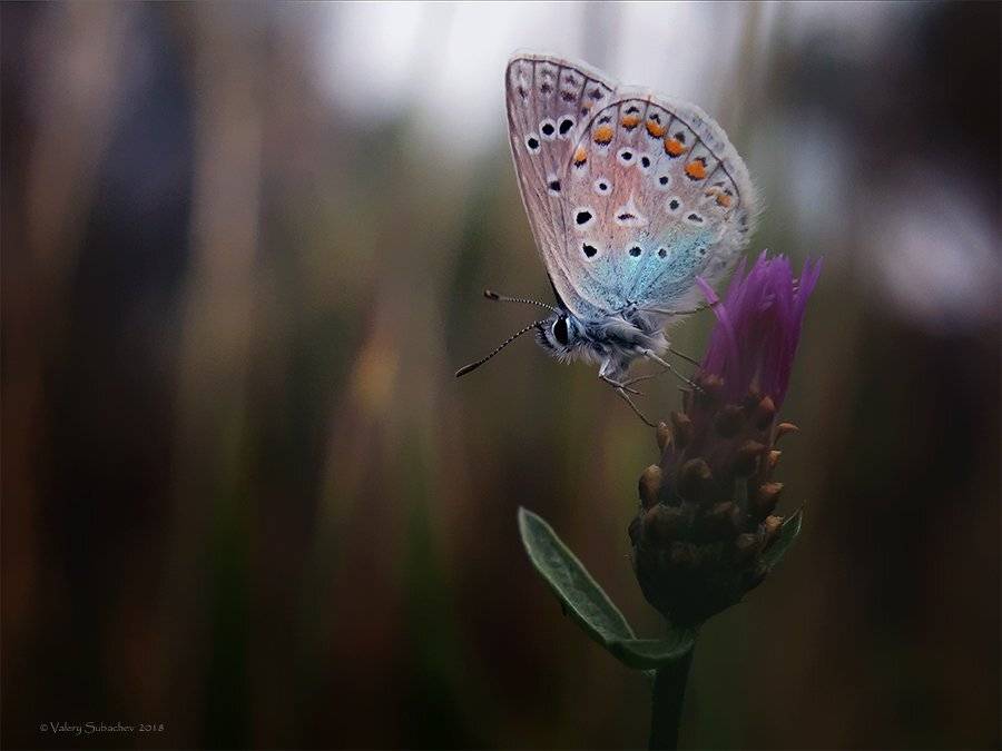 , Валерий Субачев