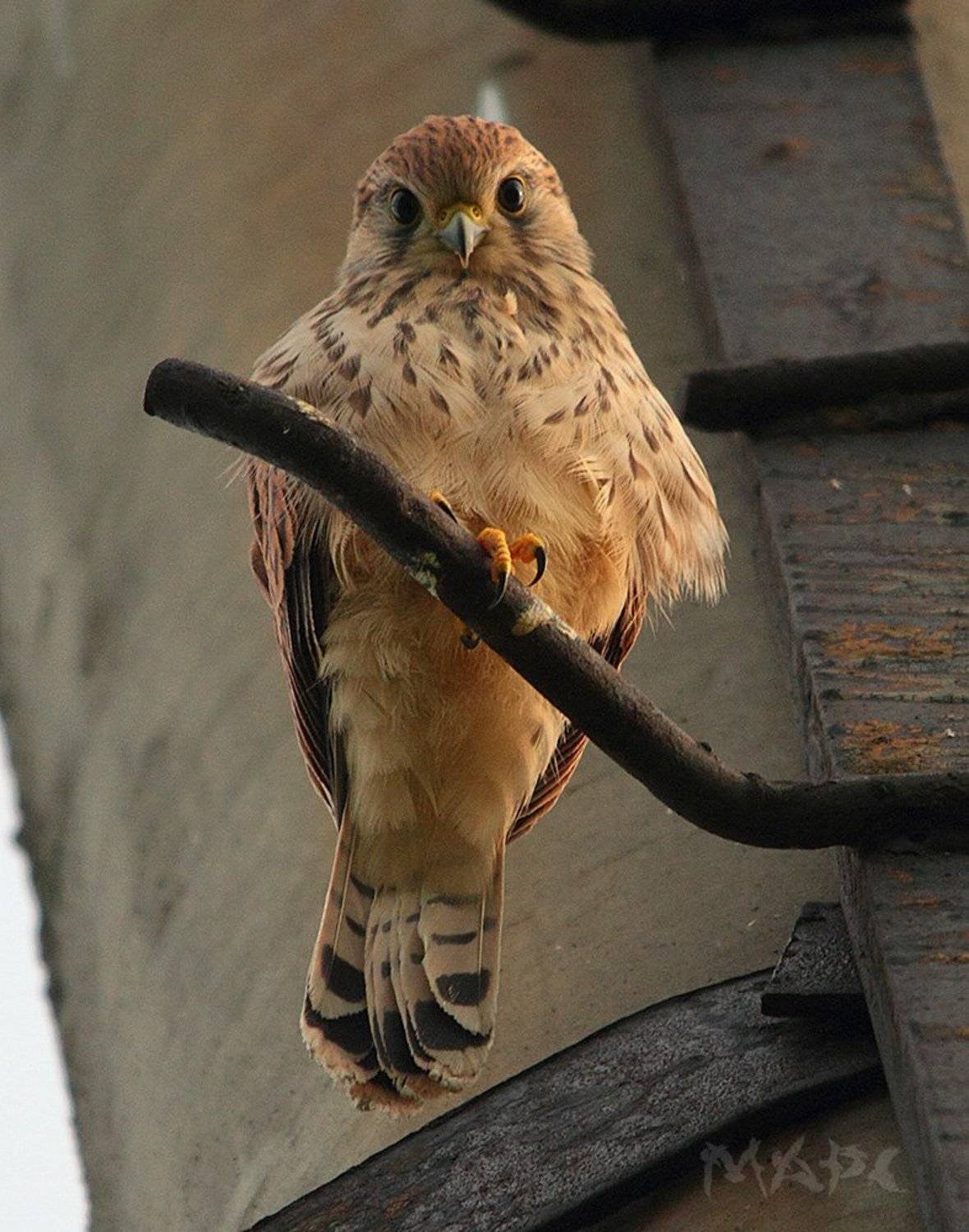 животные птицы лето пустельга птенец, Шангареев Марс