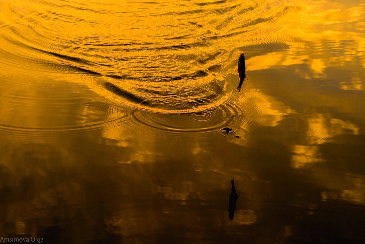 , Анисимова Ольга Леонидовна