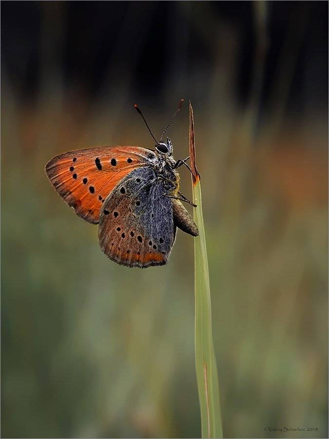 , Валерий Субачев