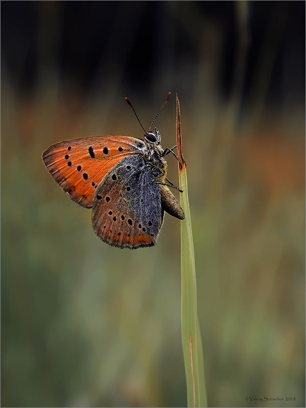 Червонец фото превью