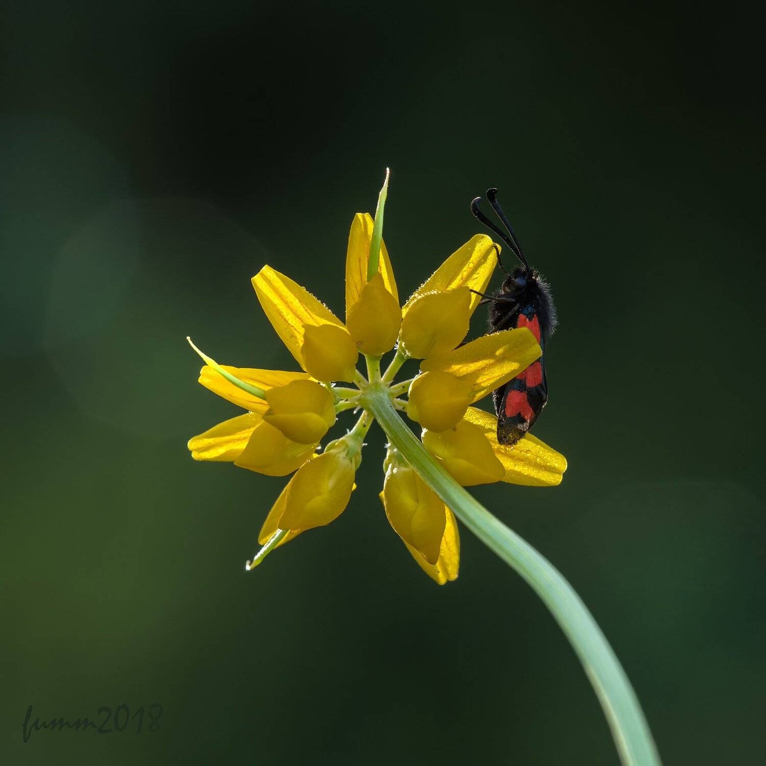 , Игорь ФУММ