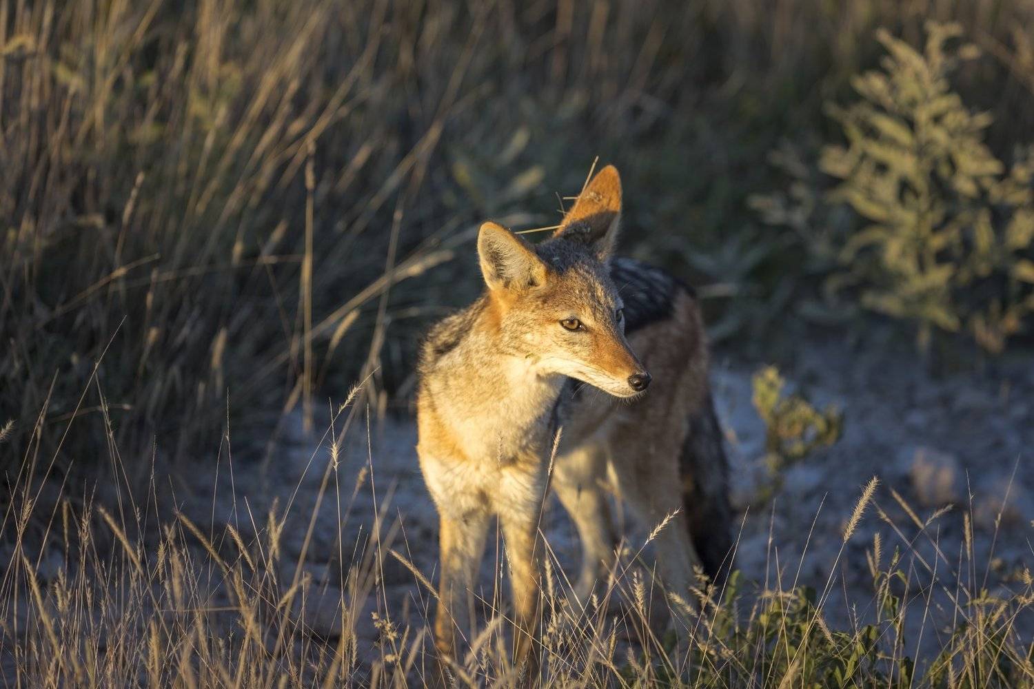 , Гайдабуров Сергей