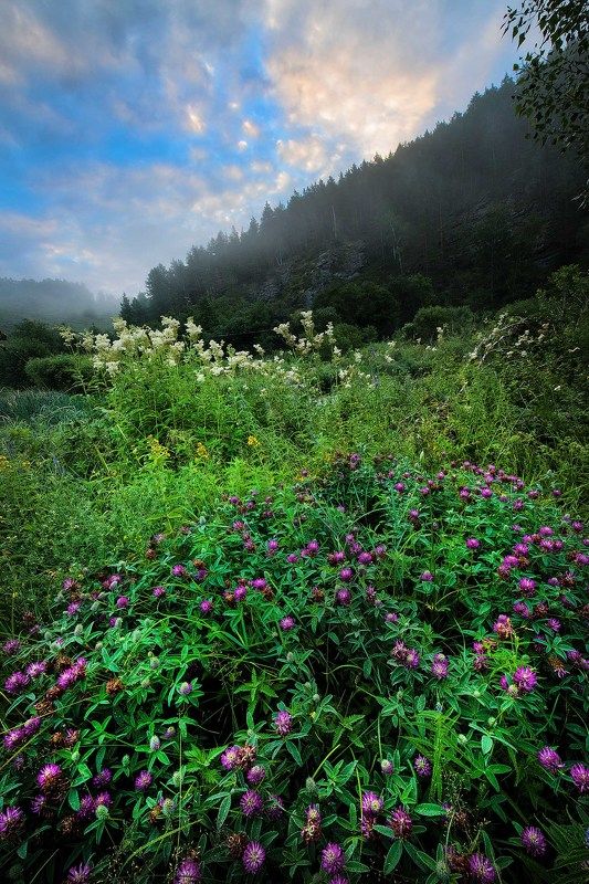 цветение фото превью