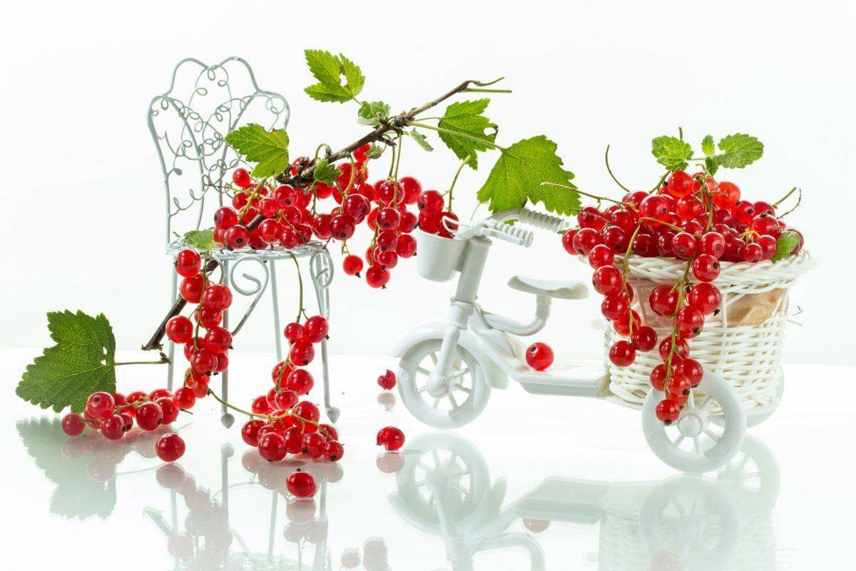 натюрморт, смородина, красная, велосипед, Шруб (Беляева) Татьяна