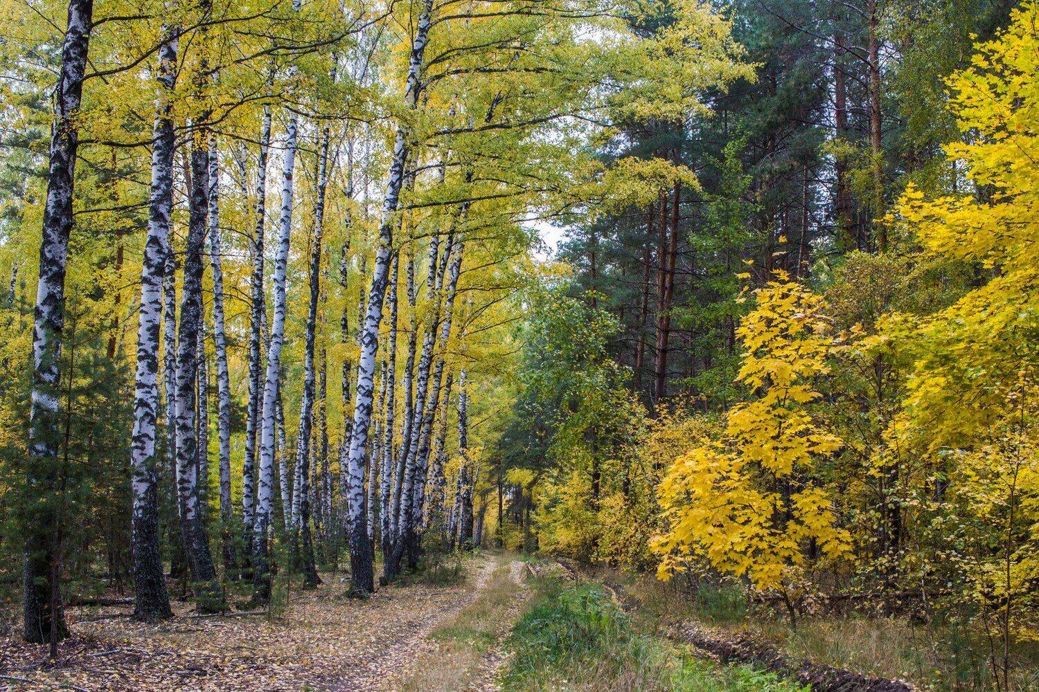 , Руслан Востриков