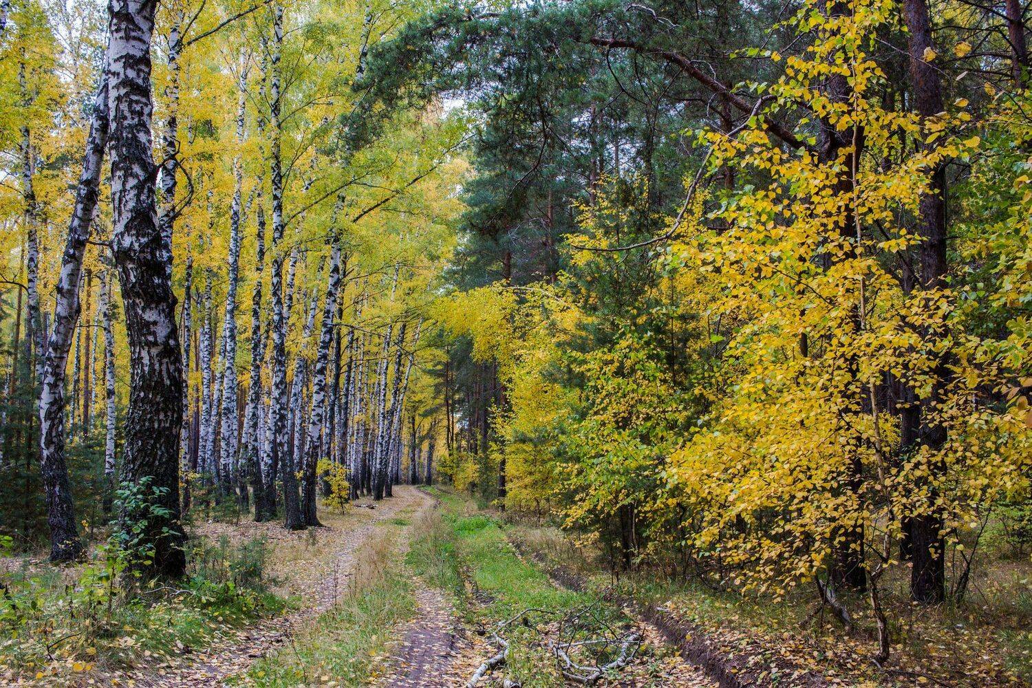 , Руслан Востриков