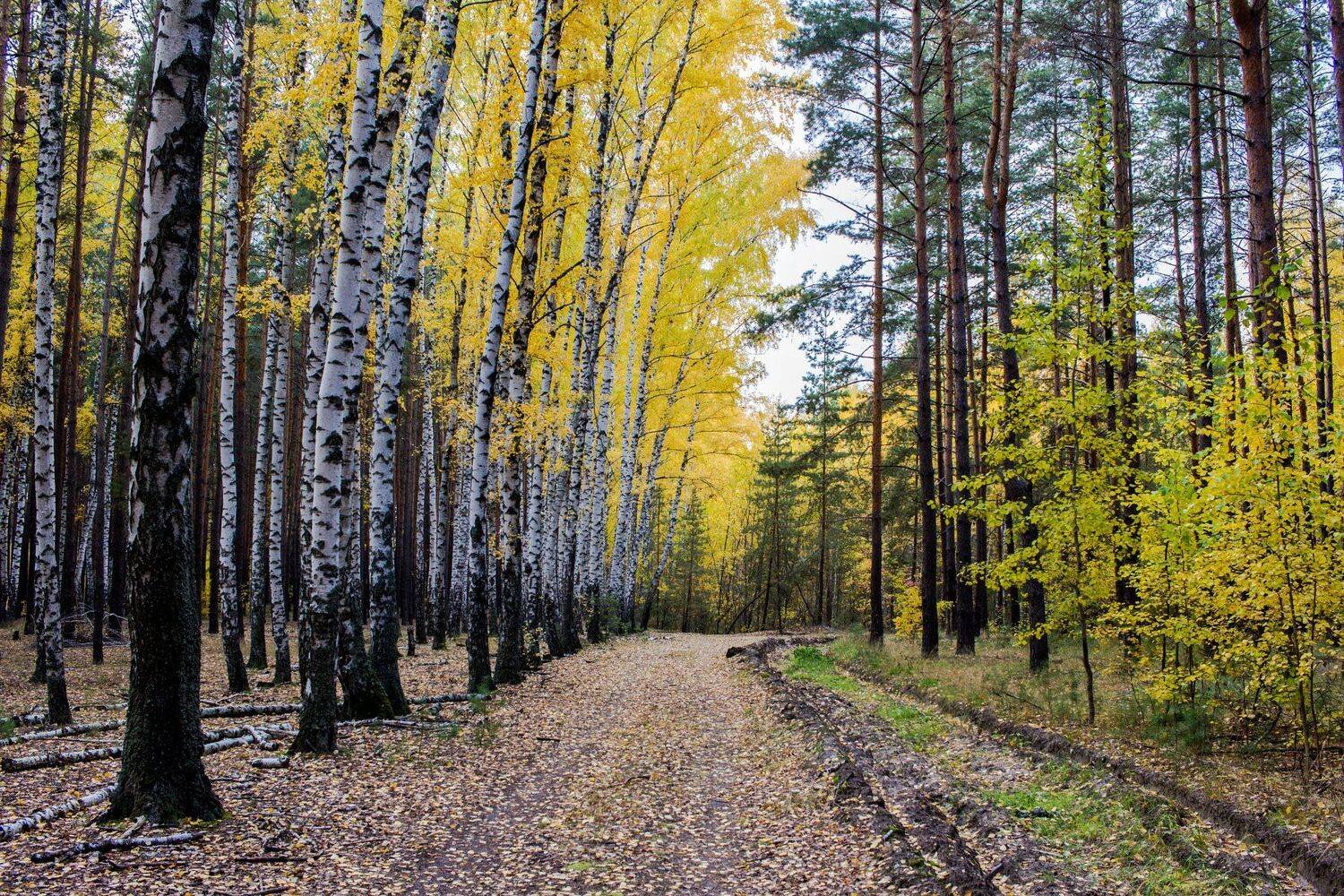 , Руслан Востриков