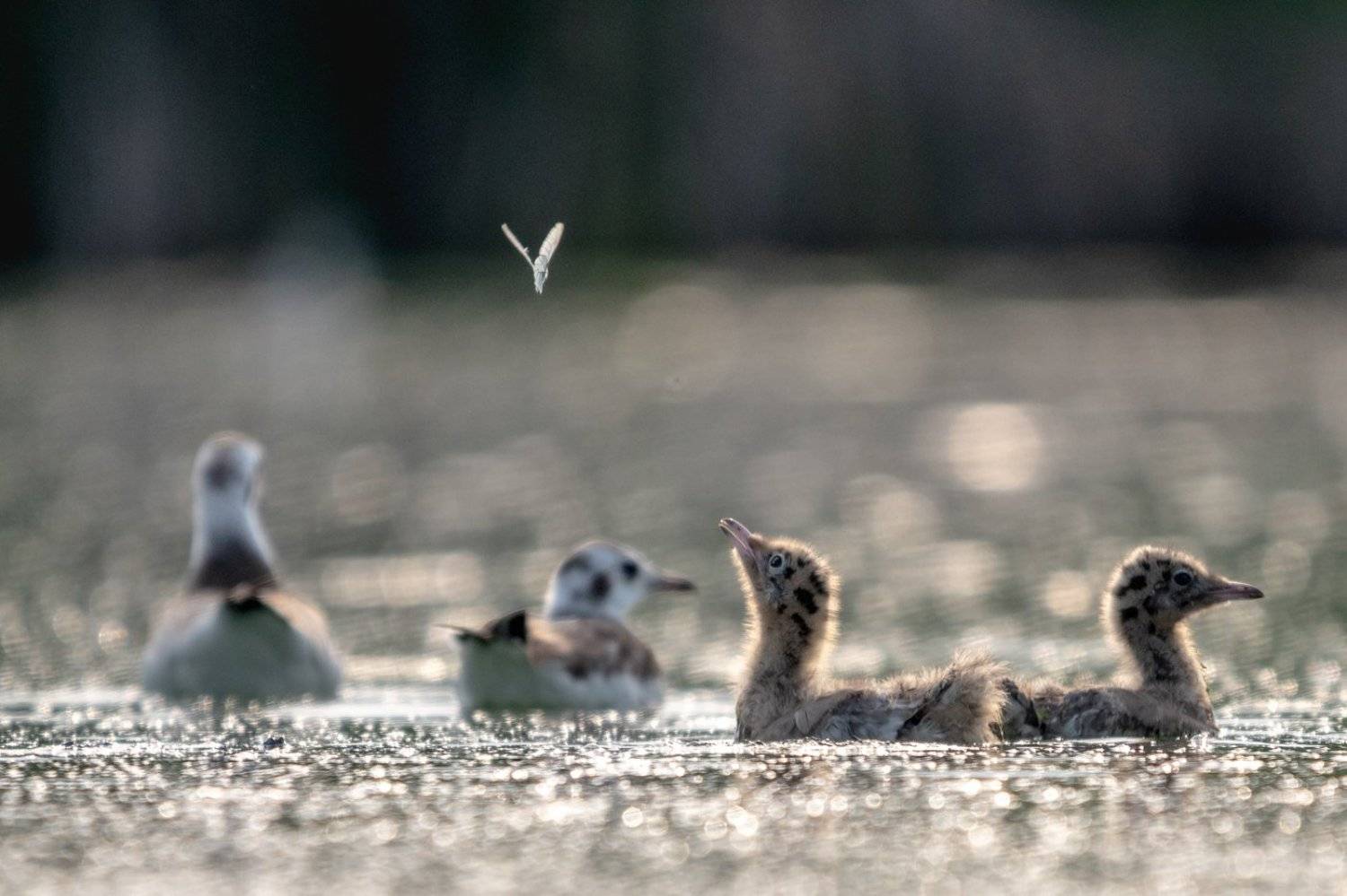 птенец, озерная чайка, бабочка, Дмитрий Дубиковский