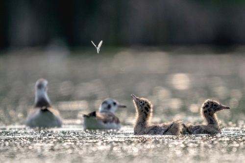 Бабочка. Птенец озерной чайки изучает окружающий мир