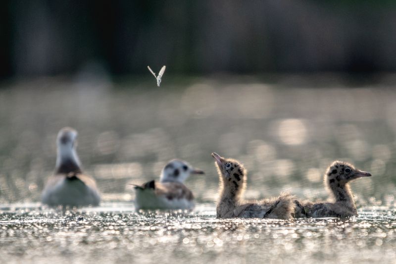 птенец, озерная чайка, бабочка Бабочка. Птенец озерной чайки изучает окружающий мир фото превью