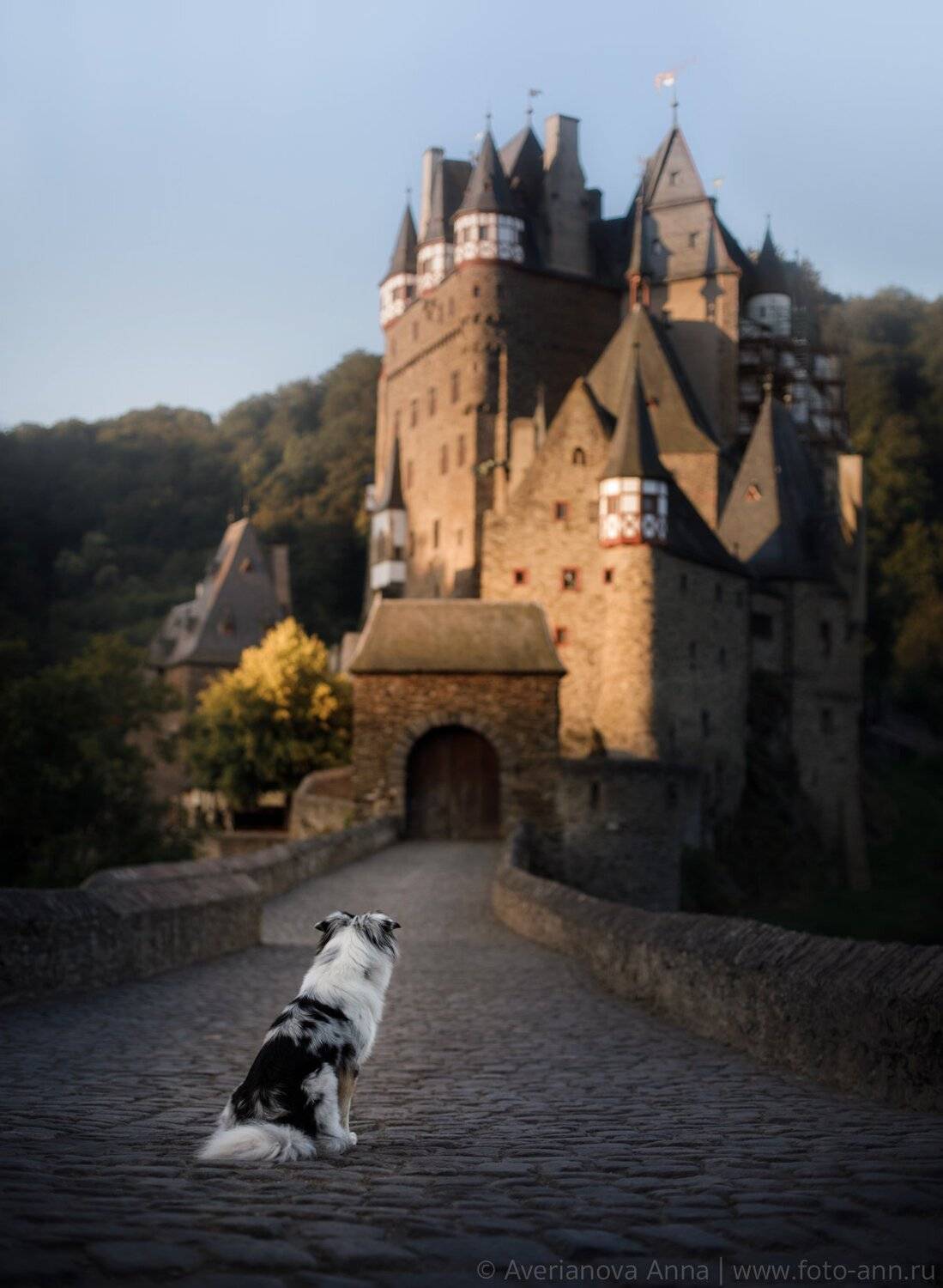 собака, замок, Анна Аверьянова