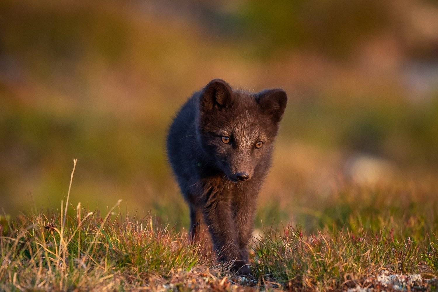 arctic fox, animal, wildlife, Arnfinn Malmedal