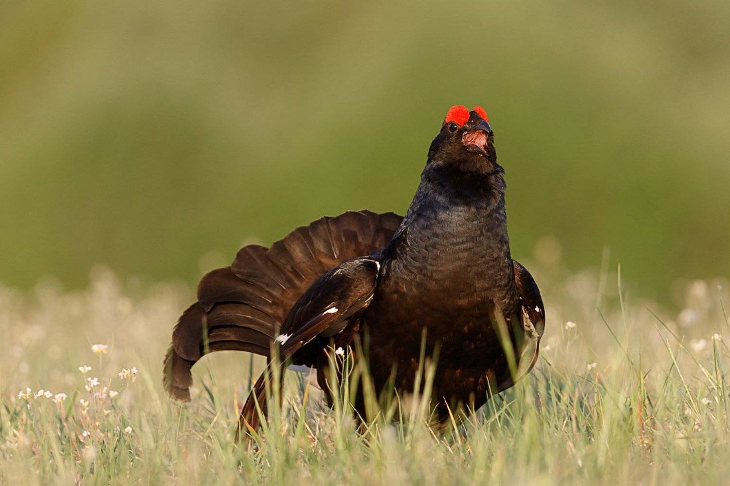 тетерев, ток, Pavel Lychkousky