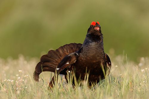 Цветущий ток