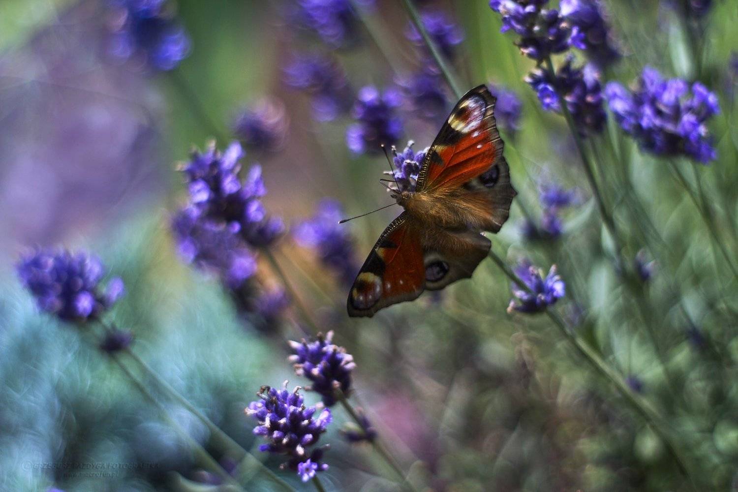 , Grzegorz macrofun Pazdyga