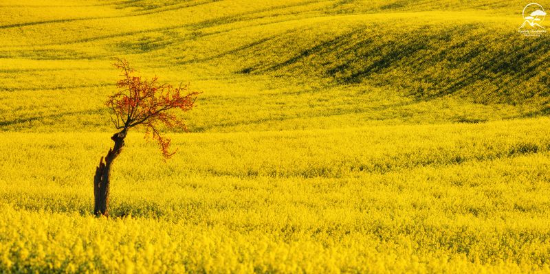 пейзаж, природа, поле, моравия, чехия \