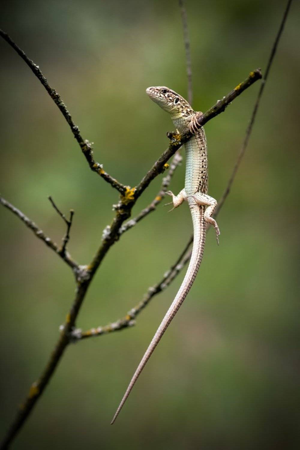 ящерица, ветка, макро, Анна Иванова