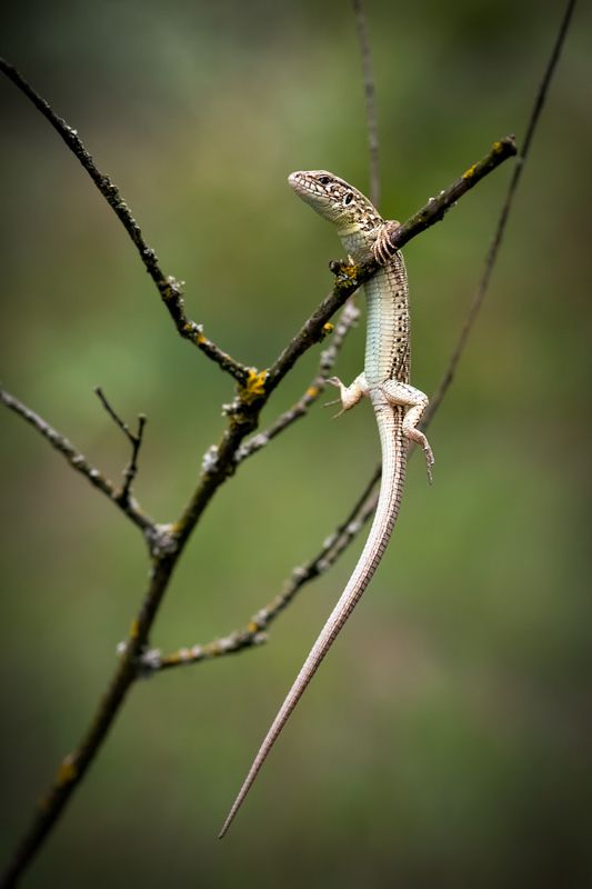 Акробатка фото превью