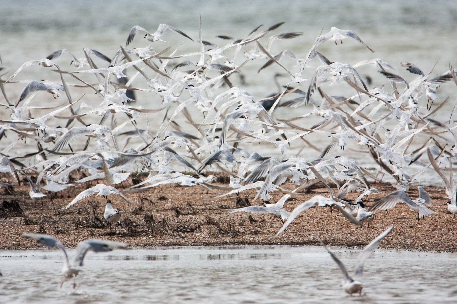 ритм, природа, птицы, море, Цветков Сергей