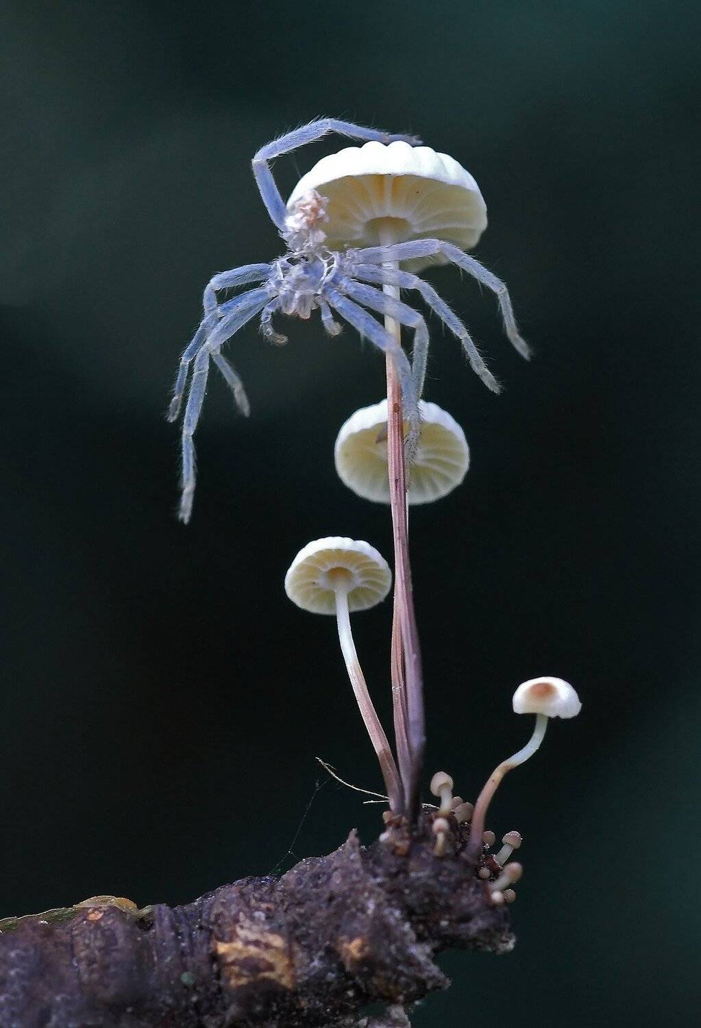 , Галина Горькавая