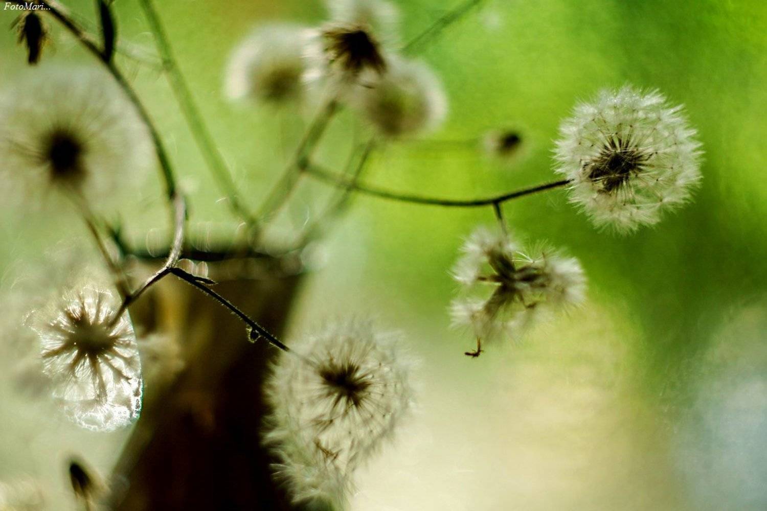 одуванчик,этюд,лето,макро, Марина Соколова