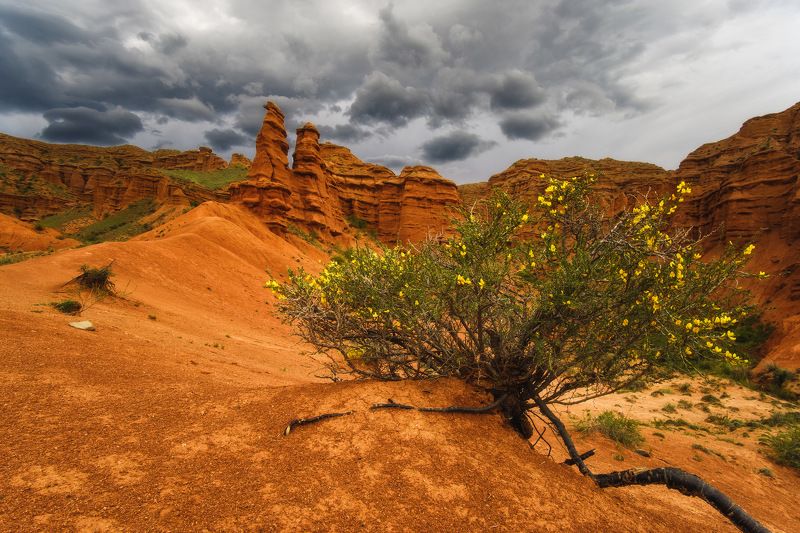 киргизия, кыргызстан, азия, горы, каньон, скалы, пейзаж, весна, ущелье И на камнях растут деревья… фото превью