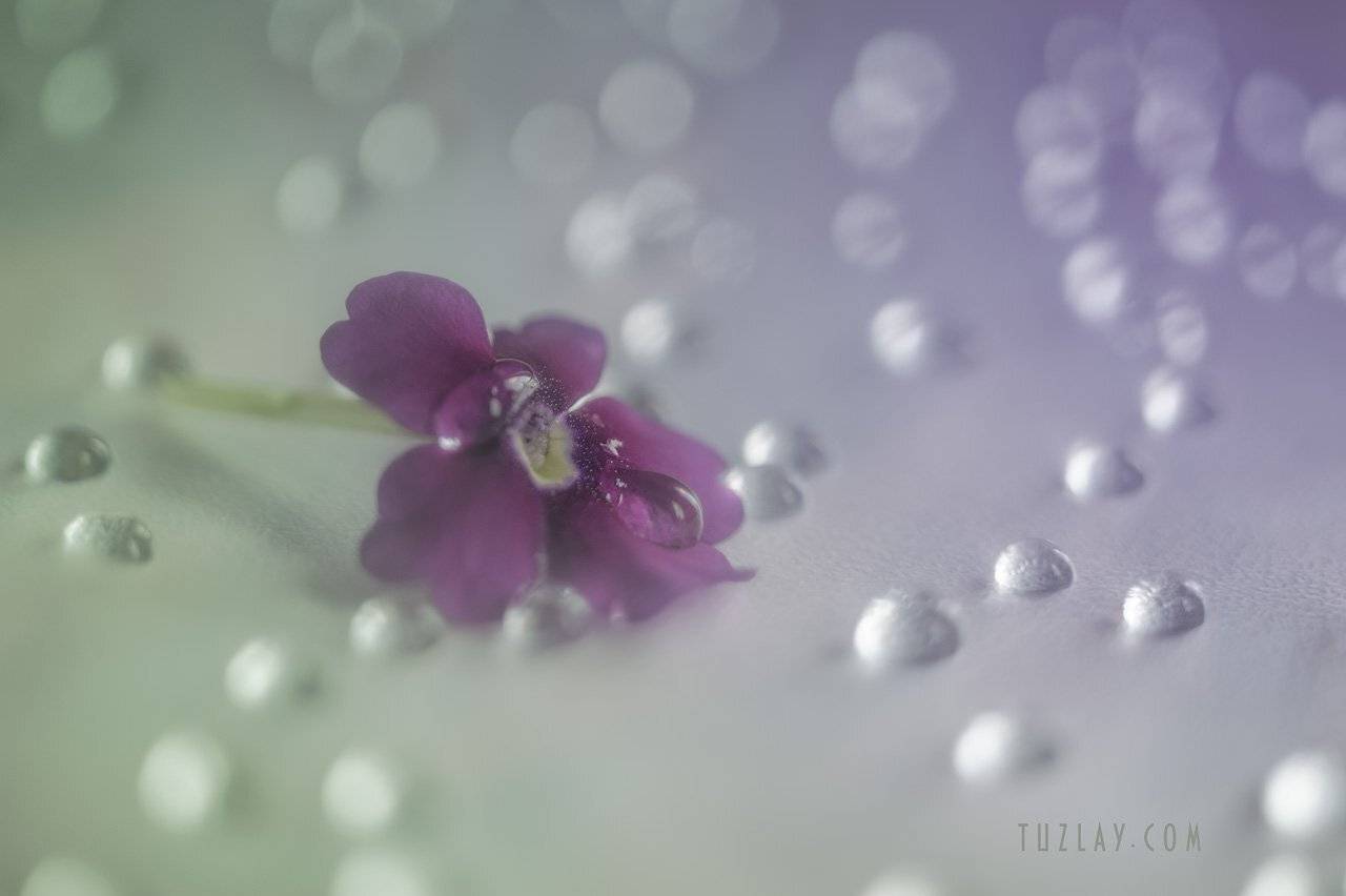 лиловый цветок, капельки, индустар 50-2,, Владимир Тузлай