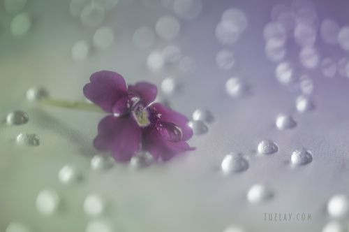 Лиловый и капельки