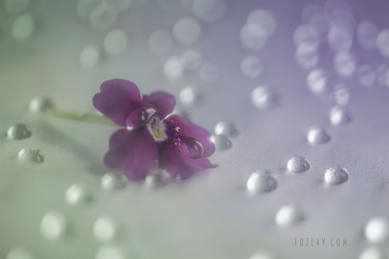 Лиловый и капельки фото превью