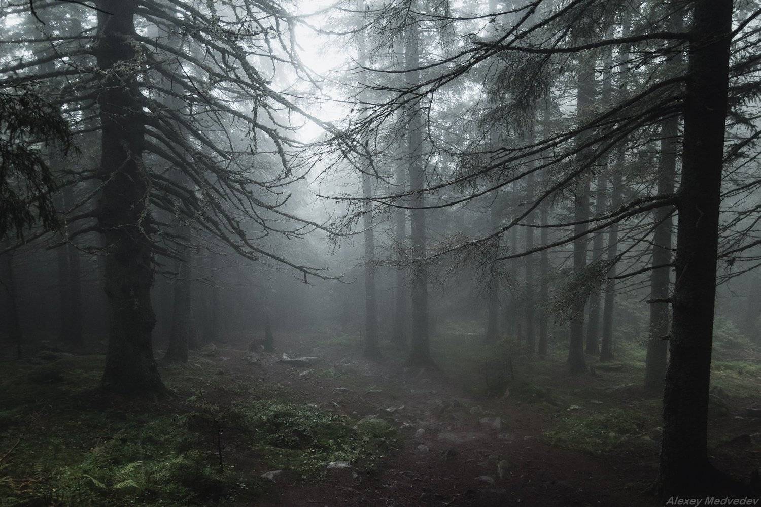 Карпаты, Украина, черногора, лес, дремучий, Алексей Медведев