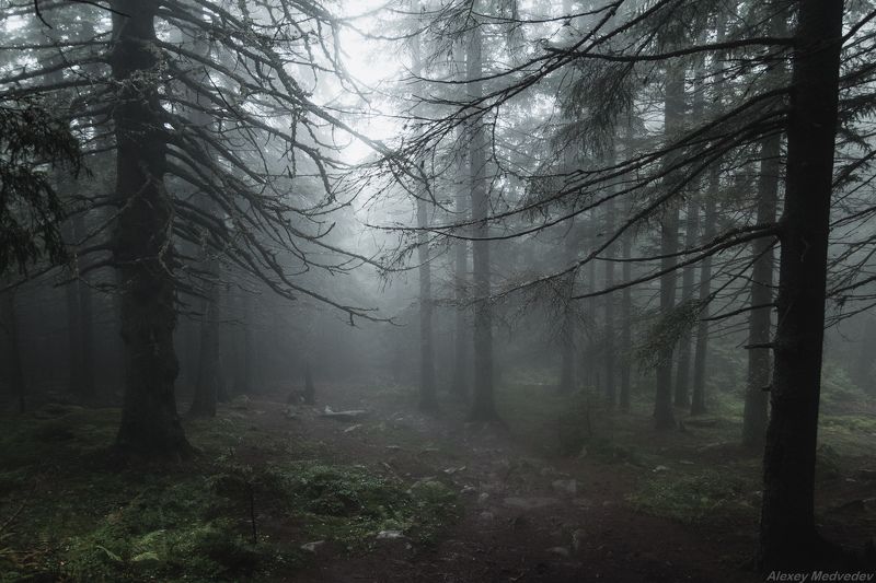 Карпаты, Украина, черногора, лес, дремучий Дрема фото превью