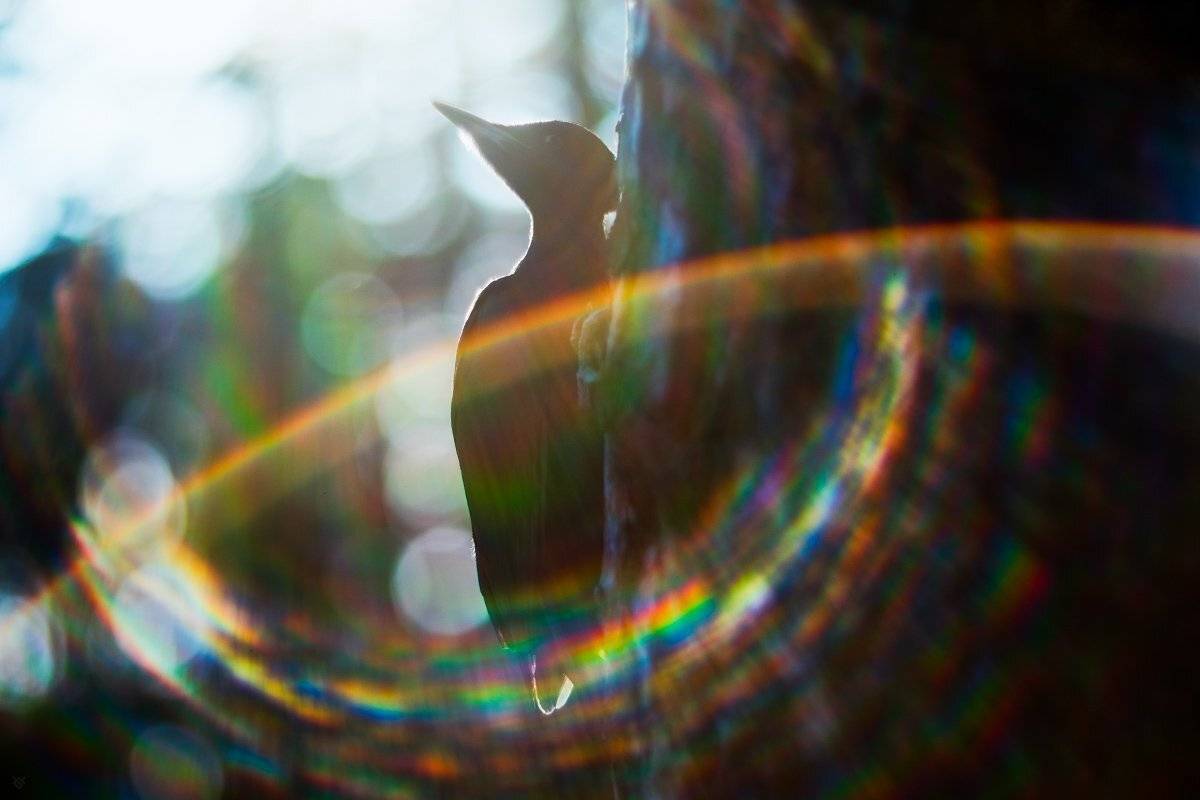  black woodpecker, Dryocopus martius, wildlife, bird, Wojciech Grzanka