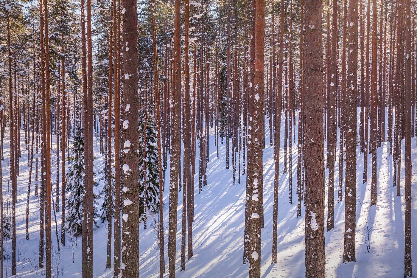 ленинградская область, ленобласть, лес, Арсений Кашкаров