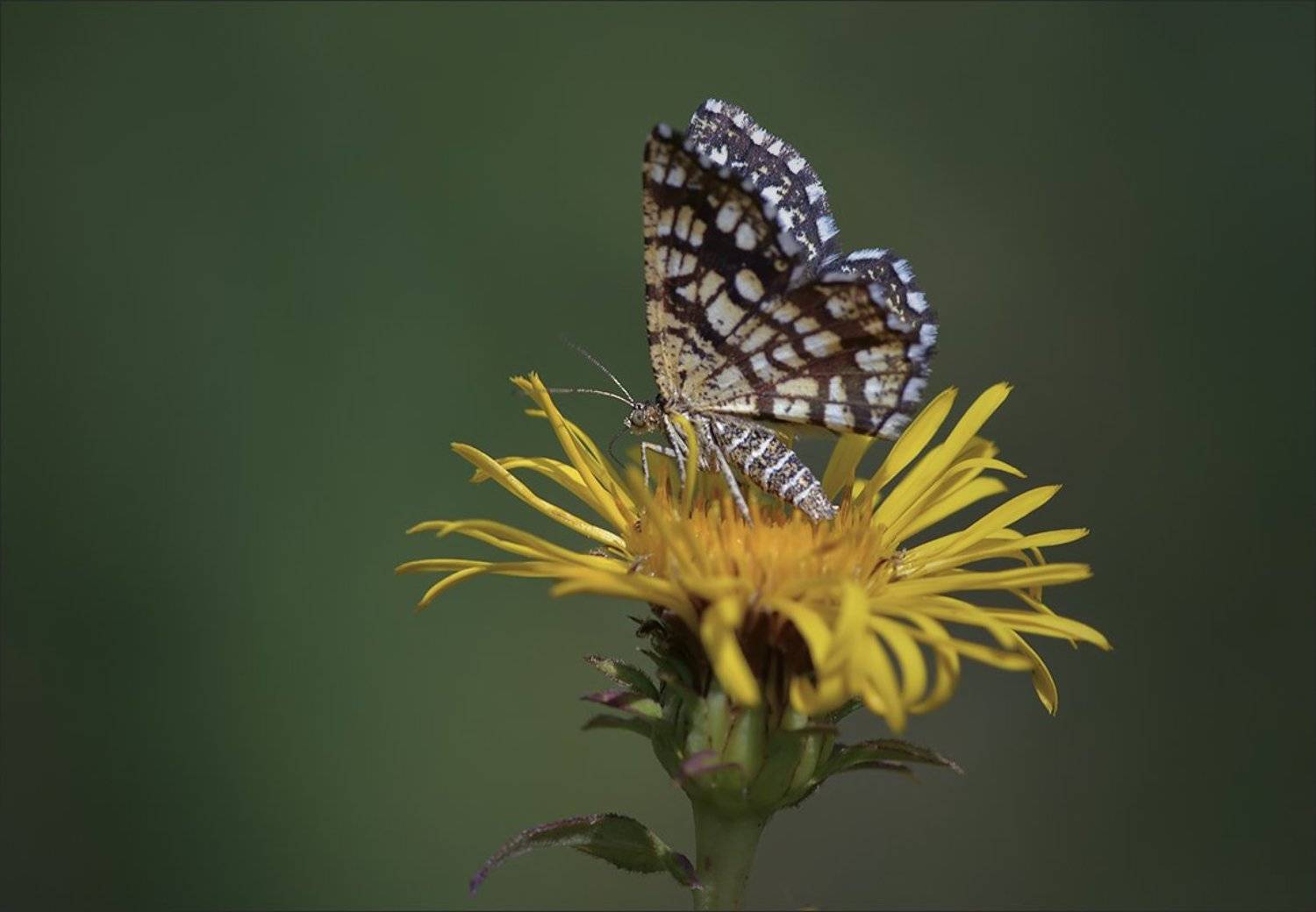 бабочки, Андрей Медведев