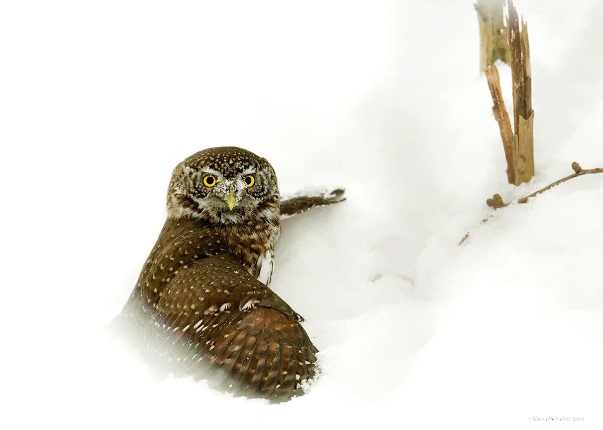 , Валерий Субачев