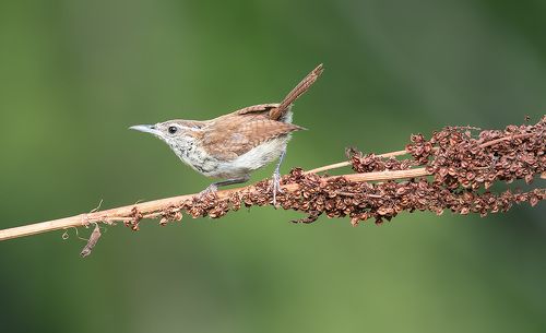 Крапивник Каролинский - Carolina Wren