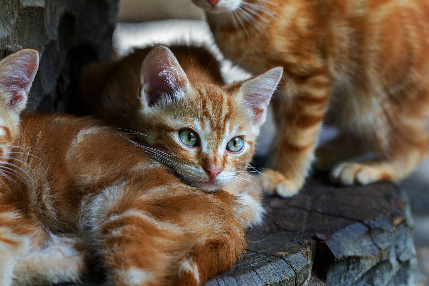 , Олег Богданов