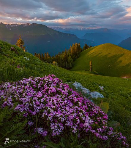 Живая сказка