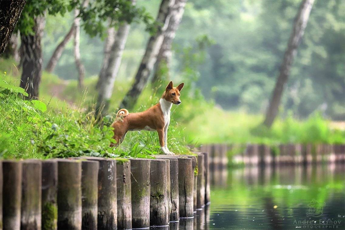 , Андрей Ершов