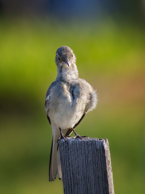 птицы,трясогузка,печора,коми,север Слёток трясогузки фото превью