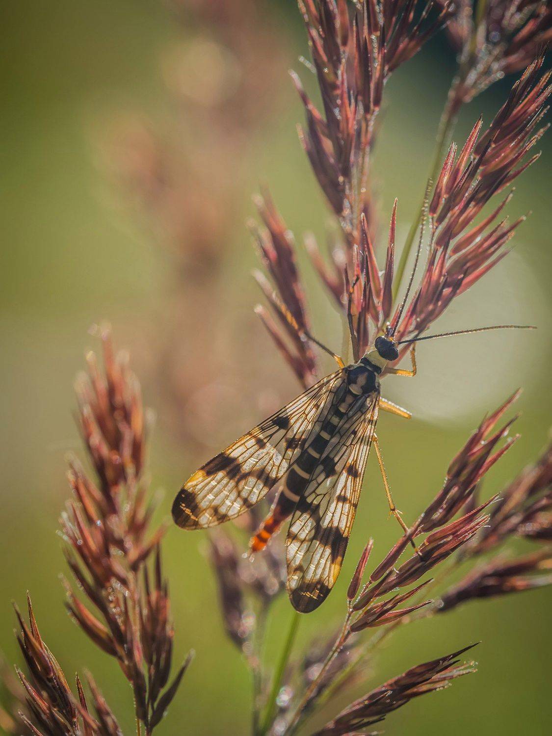 , Евгения Муравская