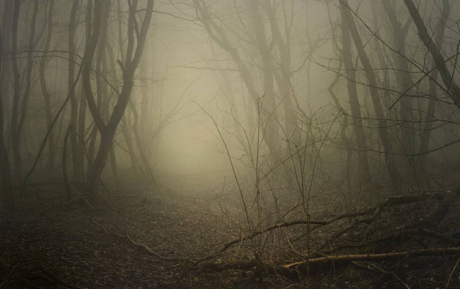 лес туман утро зима дорога, Александр Жарников