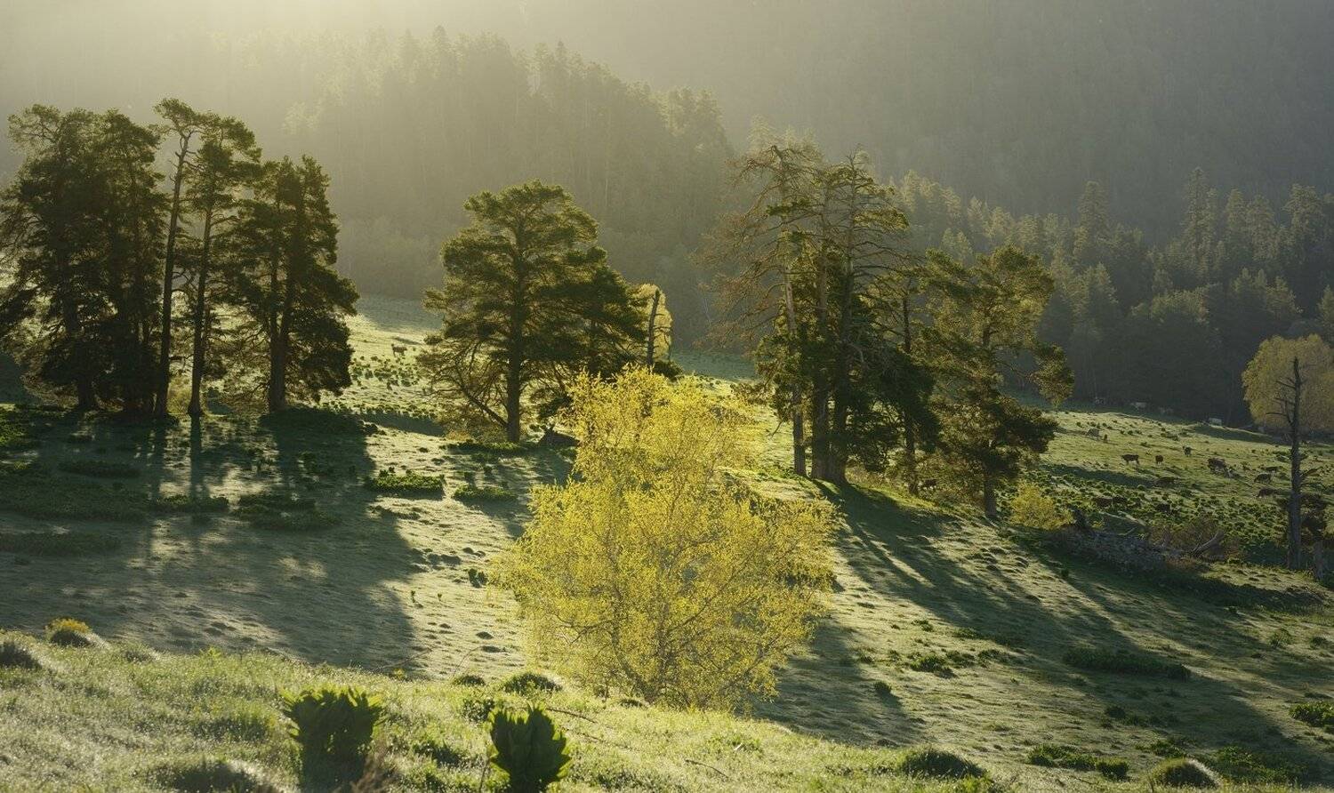 горы весна кавказ архыз рассвет, Александр Жарников