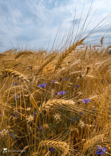 В поле каждый колосок….
